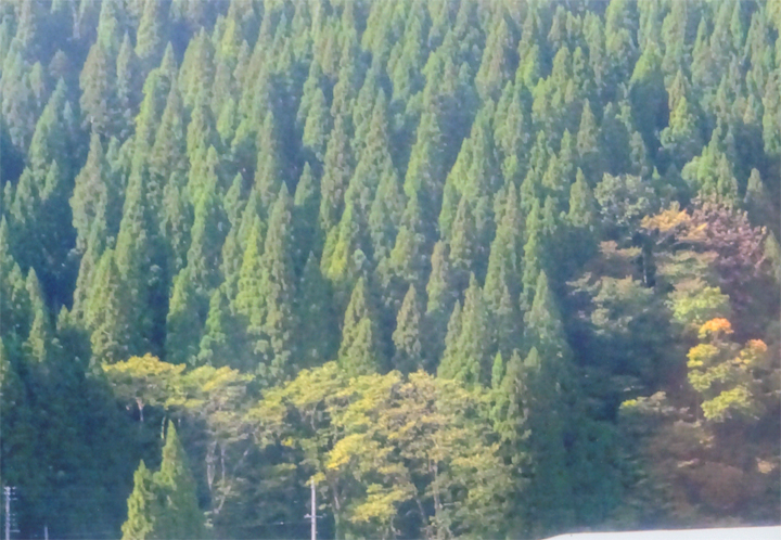 周りは杉林でした