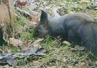 庭にはリスがいました