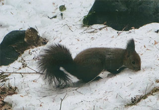 子供のリスだそうです